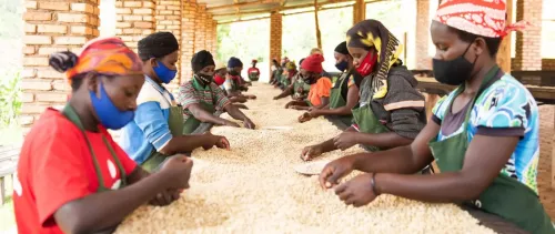 Tracing Rwandan coffee digitally for inclusive trade