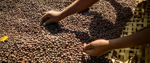 Reimagining the future of climate action in Africa: Digitalization of coffee sector as use test case