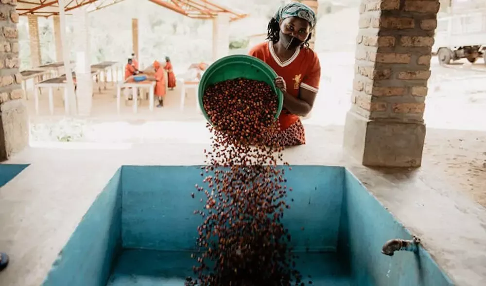 From farm to cup: Digitalizing East African coffee